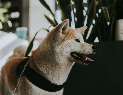 lek. wet. Przemysław Zadumiński